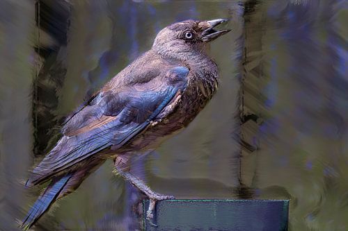 Peinture numérique de l'image du choucas