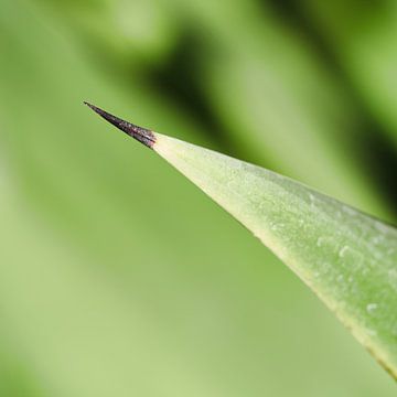 Leaf of agave with a thorn by Heiko Kueverling