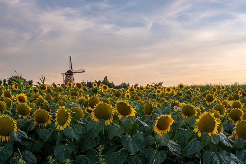 Sunflowers with the Kerkhoven Mill in the background in Oisterwijk by Johannes Nouwens