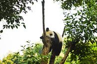 Panda paresseux par Zoe Vondenhoff Aperçu