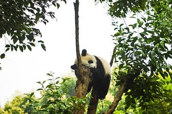 Lazy  panda