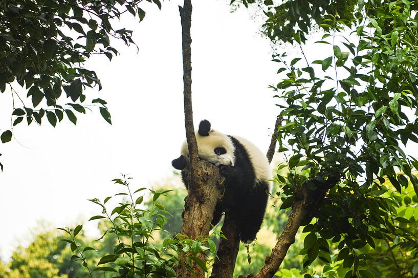 Panda paresseux par Zoe Vondenhoff