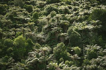 Fifty shades of green. Rainforest in the sun 2.