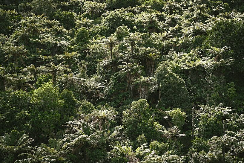 Fifty shades of green. Rainforest in the sun 2. by Marloes van Pareren