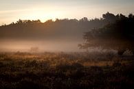 Herfstochtend op de heide van Caatje Clicks thumbnail