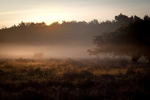 Matin d'automne sur les landes