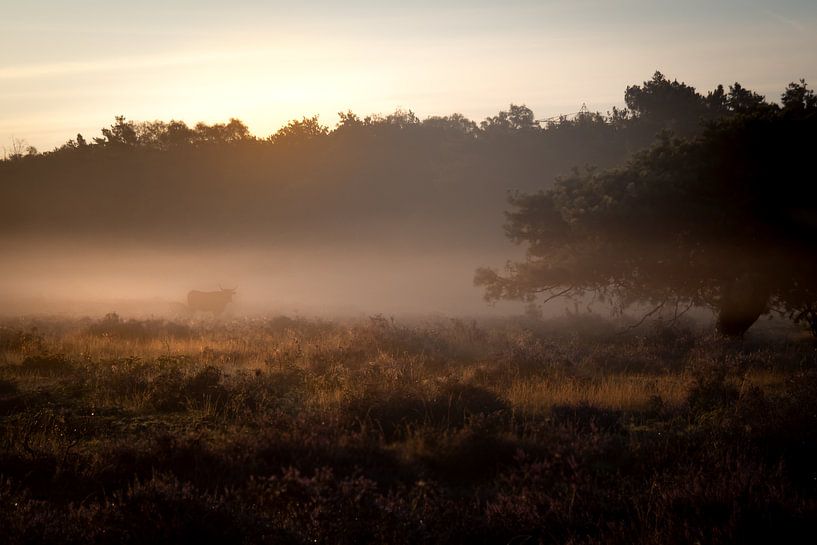 Herfstochtend op de heide van Caatje Clicks