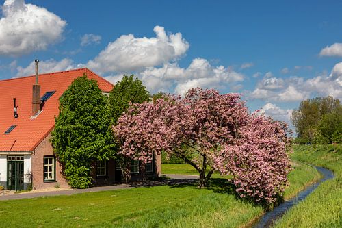 Boerderij met prunus in bloei