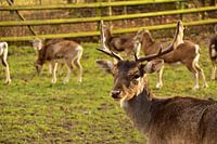 Deer