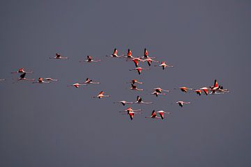 Flamingo-'s im Flug von Willemijn Wolthaus