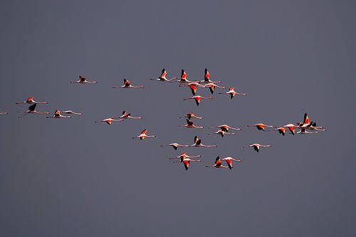 Dans van de flamingo's