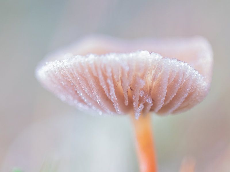 Frozen by Diane van Veen