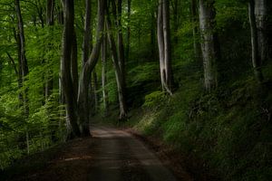 Forêt en vert printanier