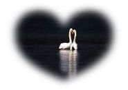 Zwaan Lovers van Renate Knapp thumbnail