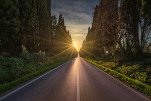 Die von Zypressen gesäumte Allee von Bolgheri und die Sonne