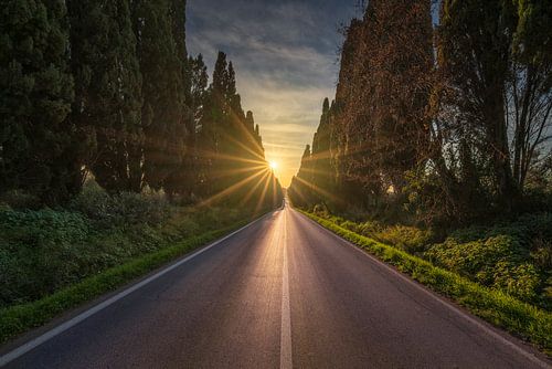 L'avenue bordée de cyprès de Bolgheri et le soleil sur Stefano Orazzini