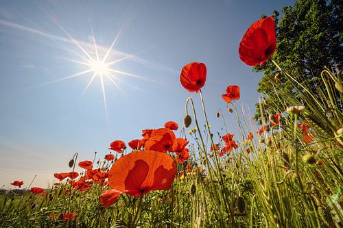 Mohnblumen im Gegenlicht von Kurt Krause