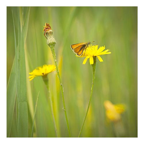 Zawrtsprite tadpole on Branched Lion's-tooth by Albert Wester Terschelling Photography