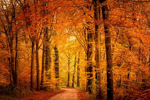 Pad door een beukenbos tijdens de herfst