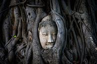 Boedha in een Banyan boom, Ayutthaya van Ronald Huijben thumbnail