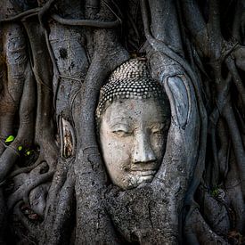 Buddha in einem Banyan-Baum, Ayutthaya von Ronald Huijben