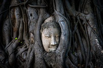 Boedha in een Banyan boom, Ayutthaya van Ronald Huijben