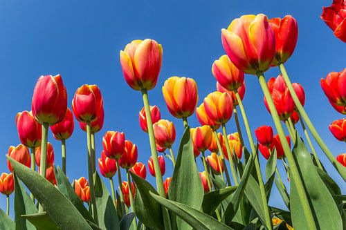 Rood-gele tulpen in de lente in de Noordoostpolder
