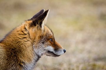 Red fox side view by Marcel Alsemgeest
