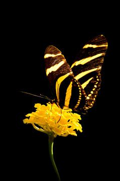 Schwarz-Gelber Schmetterling von Guido Heijnen