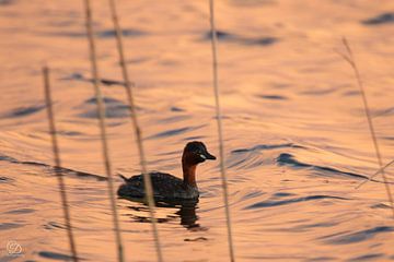 Little grebe at sunset by cd_photography