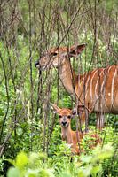 kudu
