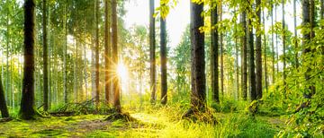 Lever de soleil dans la forêt sur Günter Albers