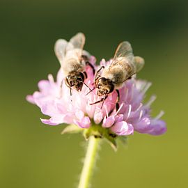 Just the two of us.... sur Patricia Dhont