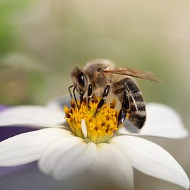 Een bij op de witte bloem van Ulrike Leone
