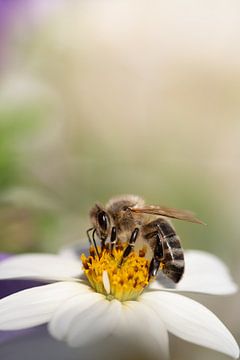 A bee on the white flower by Ulrike Leone