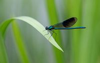 Metallic blue Meadow Damselfly in the reeds