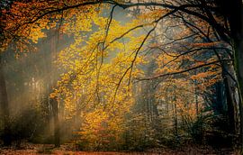 Gold leaf by Ger vd Broek natuurfotografie