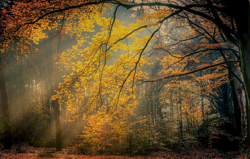 Bladgoud van Ger vd Broek natuurfotografie