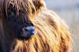 Scottish highlander by ton vogels