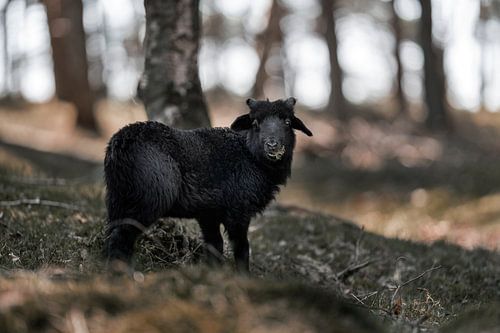 Lammetje op de utrechtse heuvelrug
