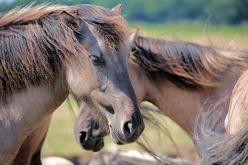 Konik horses