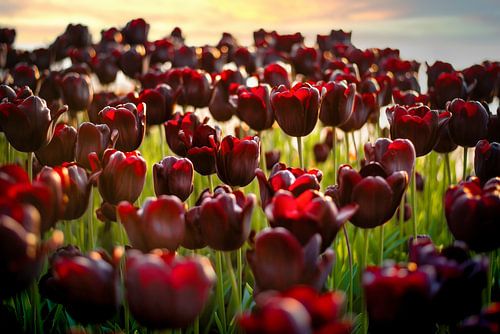 "Black Roses" / "Black Roses"