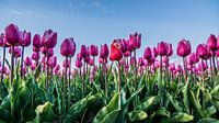 tulpen bij ondergaande zon 03 par Arjen Schippers Aperçu