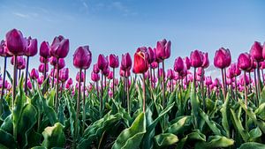 tulpen bij ondergaande zon 03 von Arjen Schippers