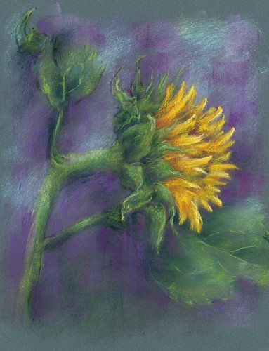 Enkele zonnebloembloesem pastel schilderij van Karen Kaspar
