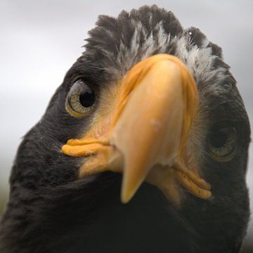 Zeearend die recht in de camera kijkt van desley Rigter