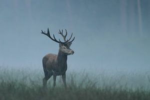 Red Deer von Menno Schaefer