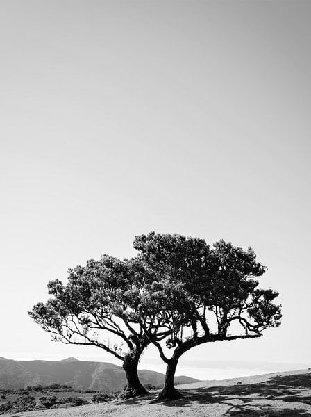 Looking up. von Tim Loos