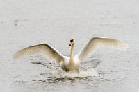 Prachtige  witte zwaan rennend over het water