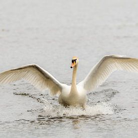 Prachtige  witte zwaan rennend over het water van Caroline Pleysier